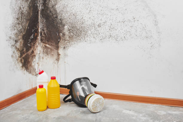 Best Mold Remediation  in Golden Valley, AZ