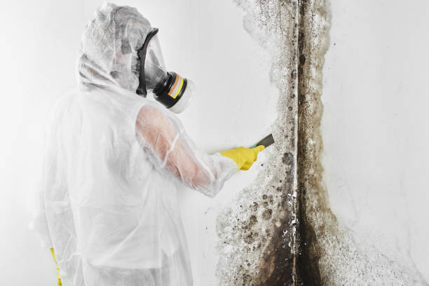 Best Commercial Mold Removal  in Golden Valley, AZ