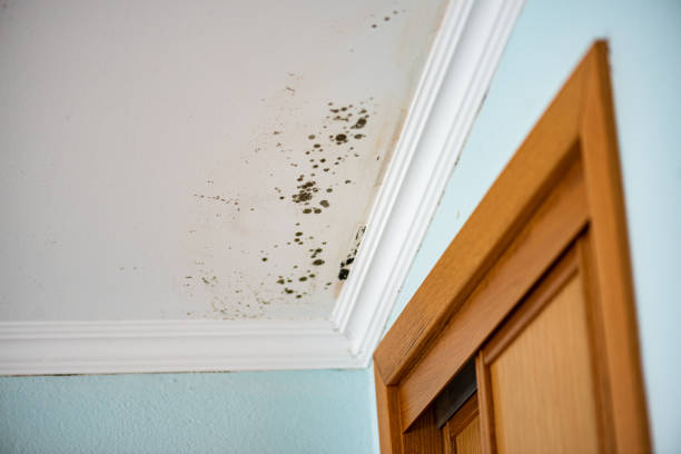 Best Mold Cleaning Services  in Golden Valley, AZ