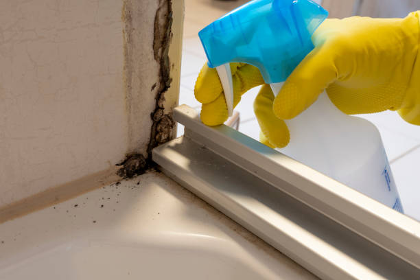Best Mold Removal and Inspection  in Golden Valley, AZ