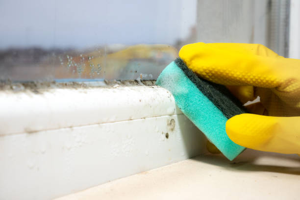 Best Mold Removal Process  in Golden Valley, AZ