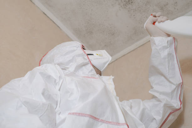 Best Black Mold Removal  in Golden Valley, AZ