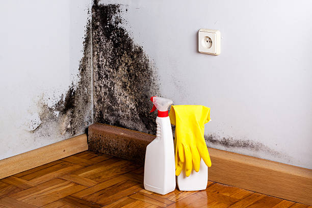Certified Mold Removal in Golden Valley, AZ
