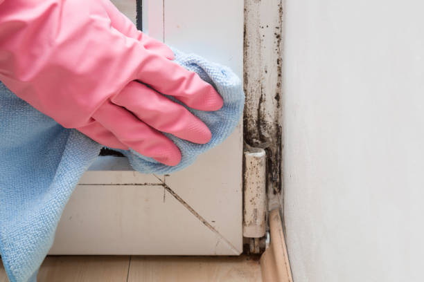 Best Best Mold Removal Companies  in Golden Valley, AZ