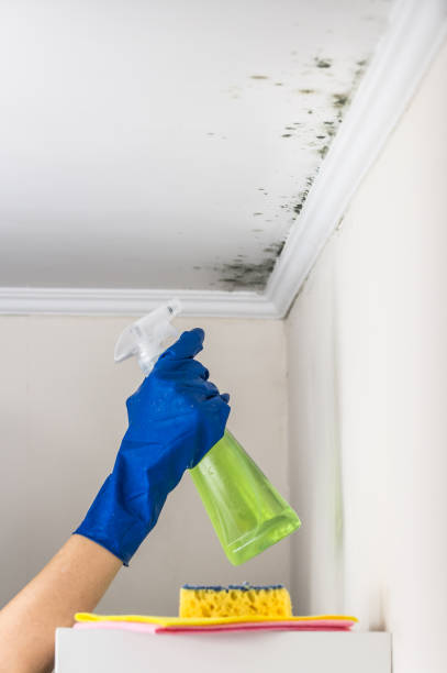 Best Mold Testing  in Golden Valley, AZ